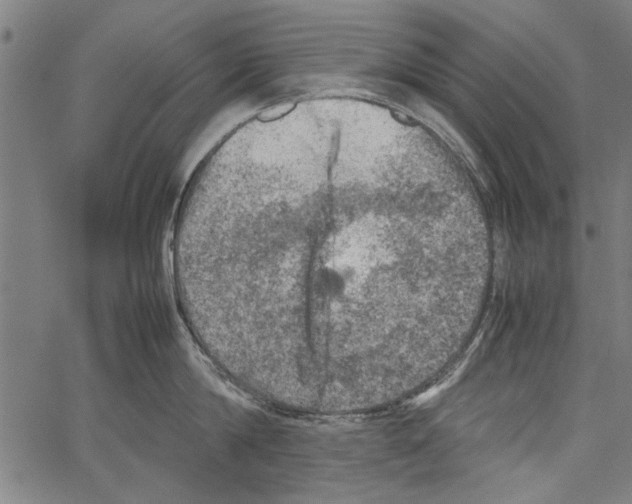 X0000062130814200601060856