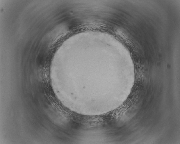 X0000062130824200601060855