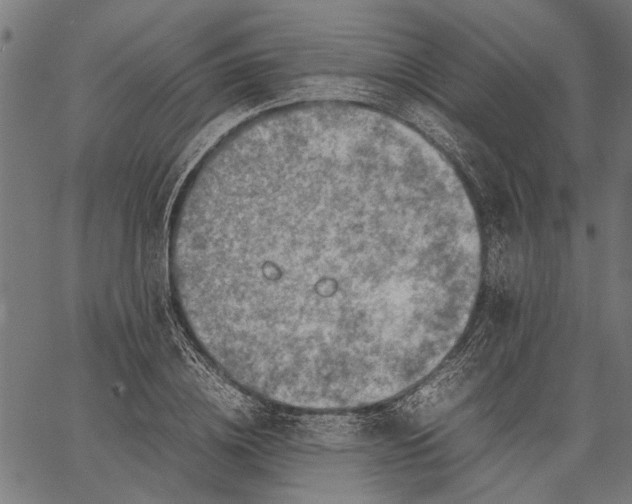 X0000062130836200601060855