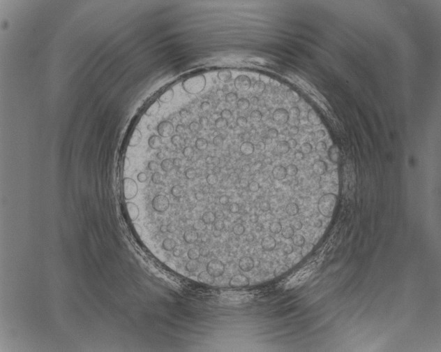 X0000062130848200601060855