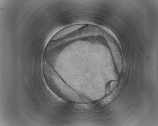 X0000062130855200601060855