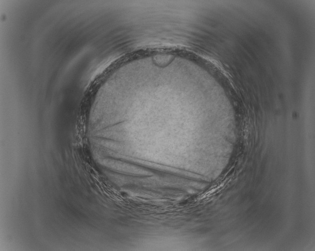 X0000062130871200601060855