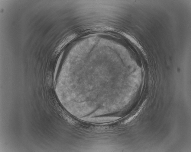 X0000062130889200601060854