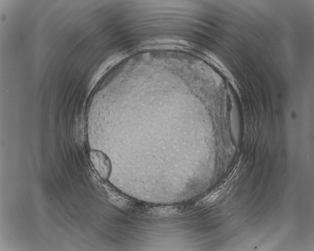 X0000062130994200601060853