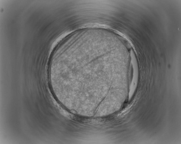 X0000062130995200601060853