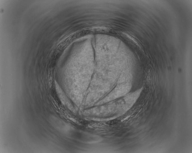 X0000062131015200601060852