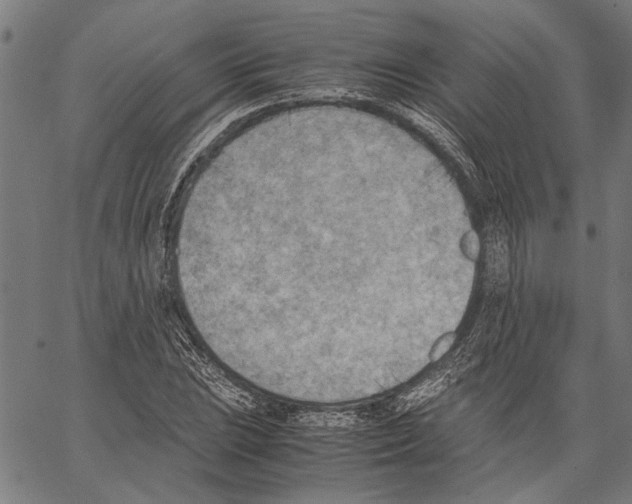 X0000062131023200601060852