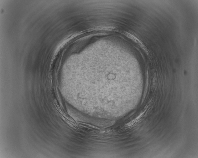 X0000062131027200601060852