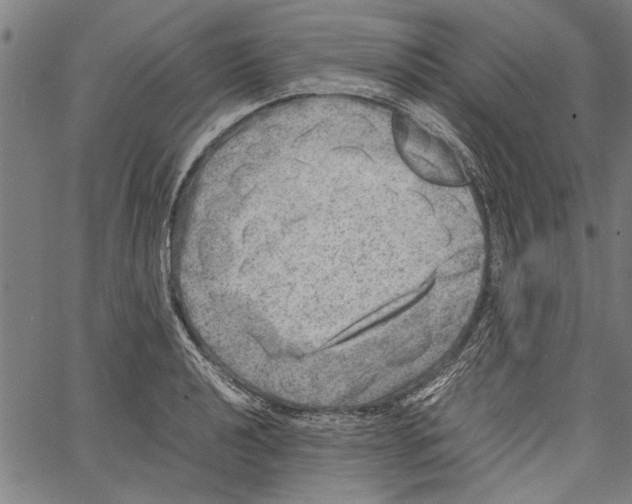 X0000062131040200601060852