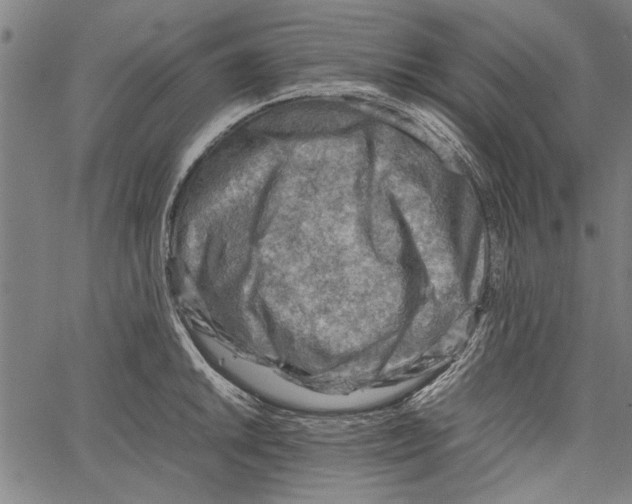 X0000062131046200601060852