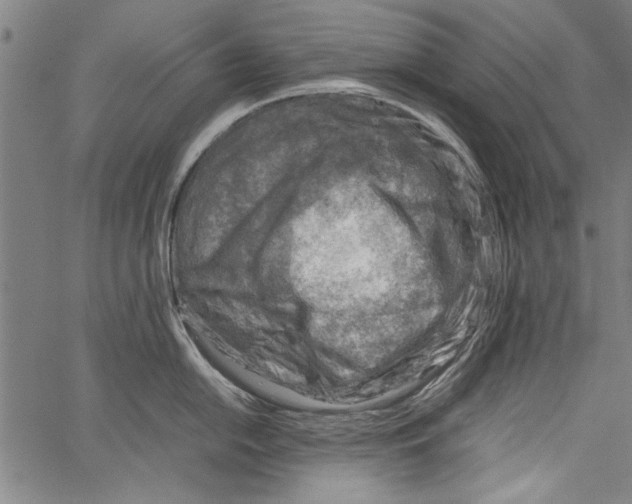 X0000062131054200601060852