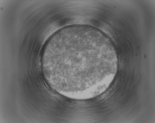 X0000062131070200601060851