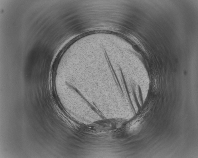 X0000062131076200601060851