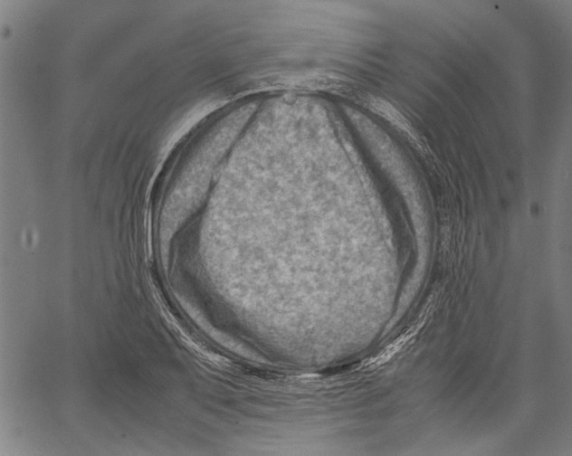 X0000062131079200601060851