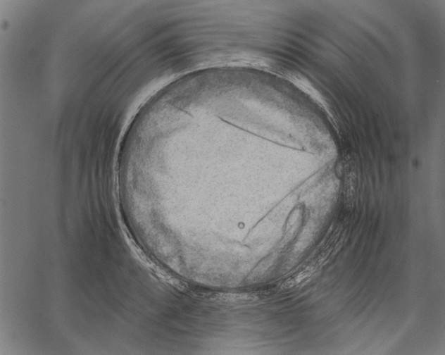 X0000062131088200601060851