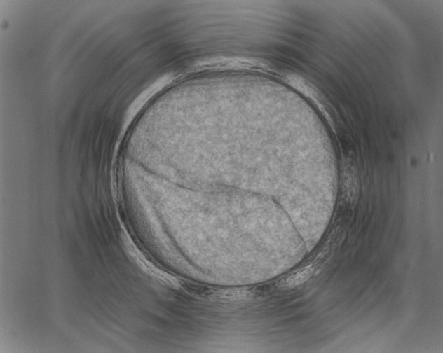 X0000062131090200601060851