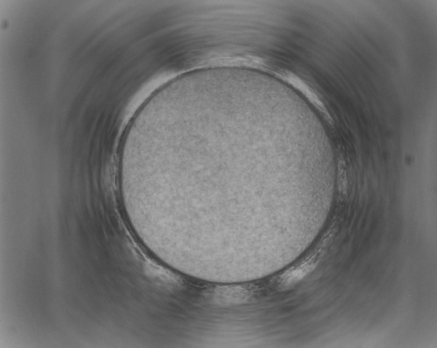 X0000062131094200601060851