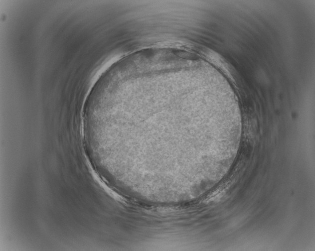 X0000062131095200601060851