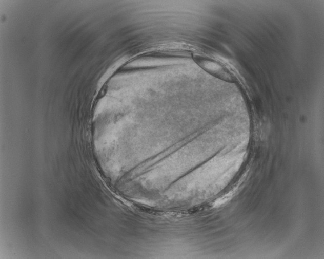 X0000062131097200601060851