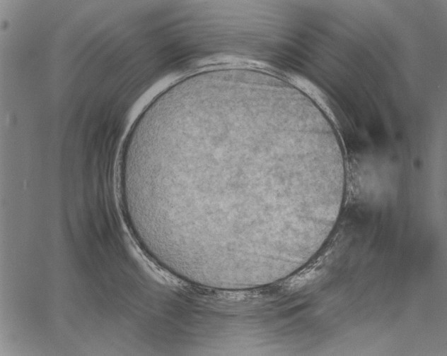 X0000062131098200601060851