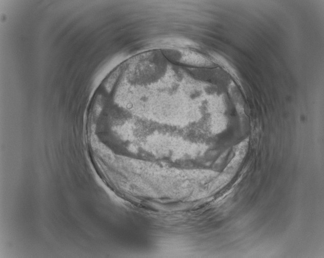 X0000062131103200601060851