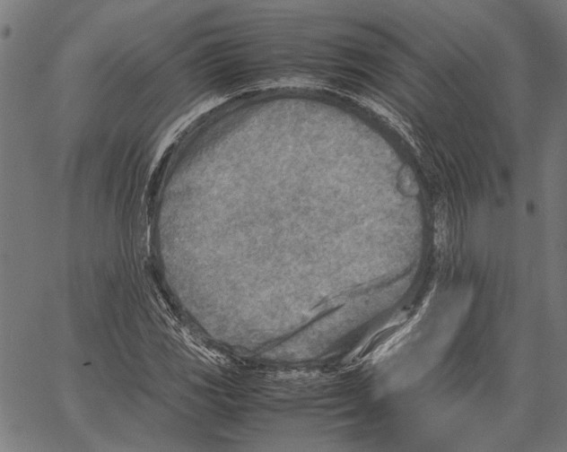 X0000062131117200601060850