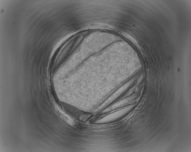 X0000062131120200601060850