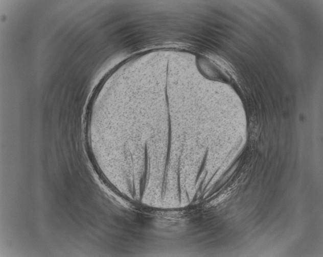 X0000062131135200601060851