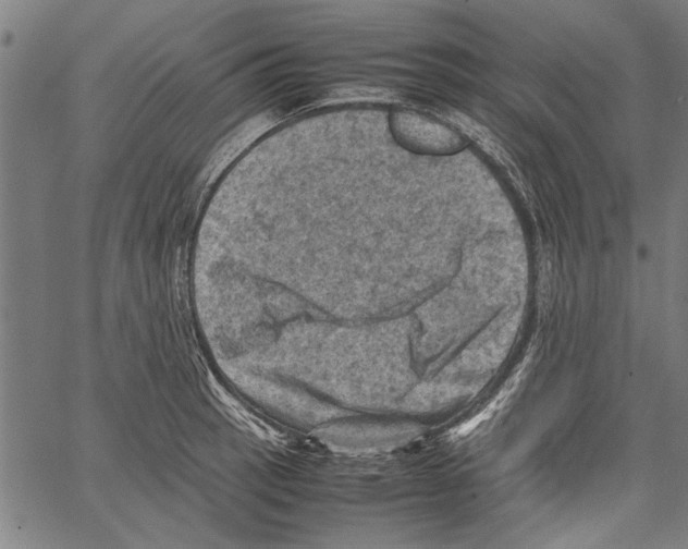 X0000062131137200601060851