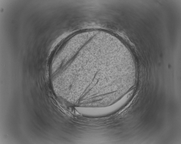 X0000062131167200601060850