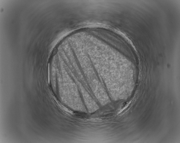 X0000062131175200601060850