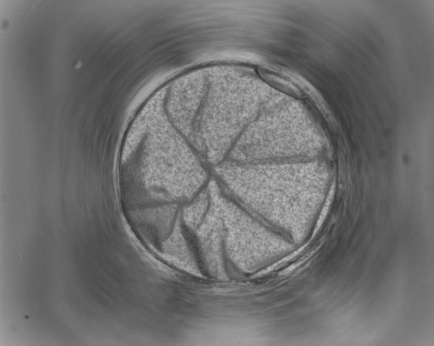 X0000062131199200601060849