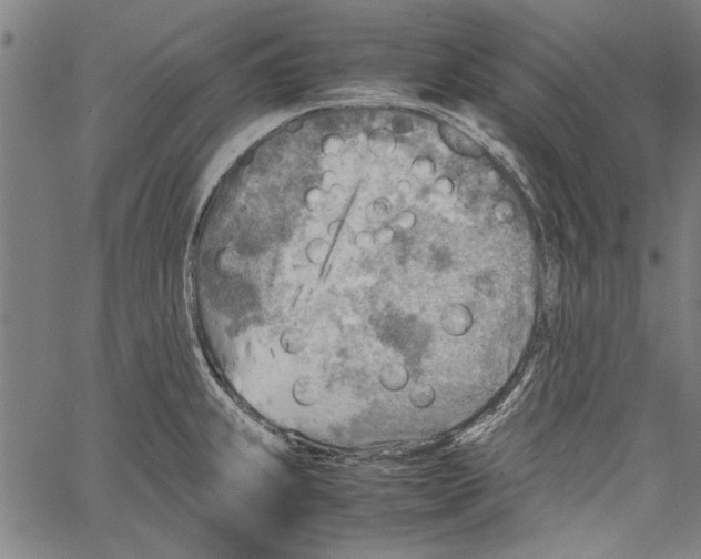 X0000062131239200601060849