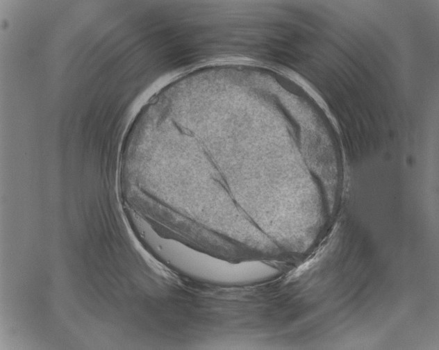 X0000062131245200601060849