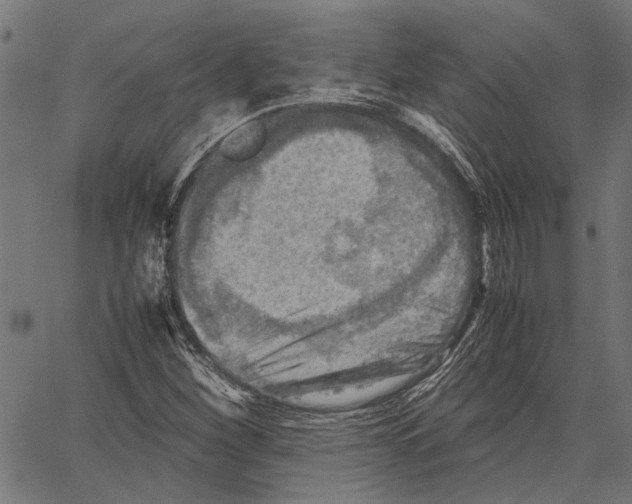 X0000062131260200601060848