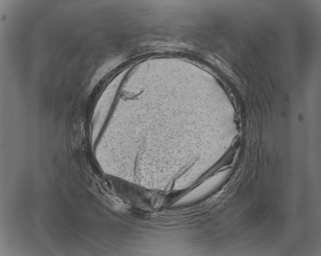 X0000062131261200601060848