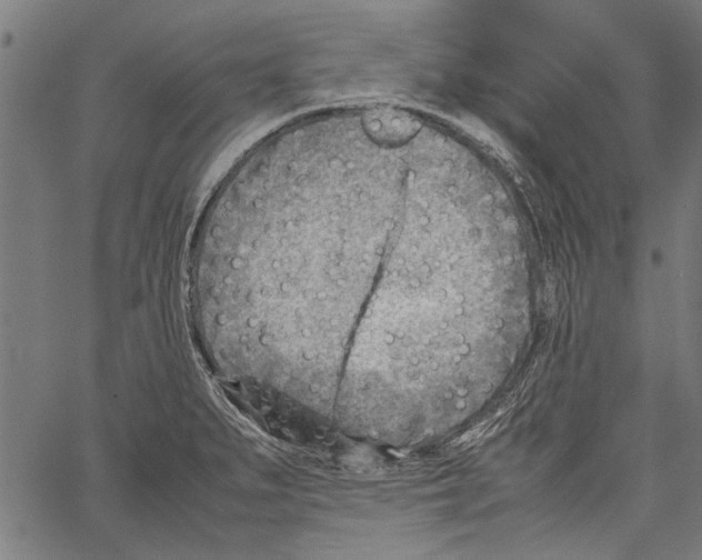 X0000062131279200601060848