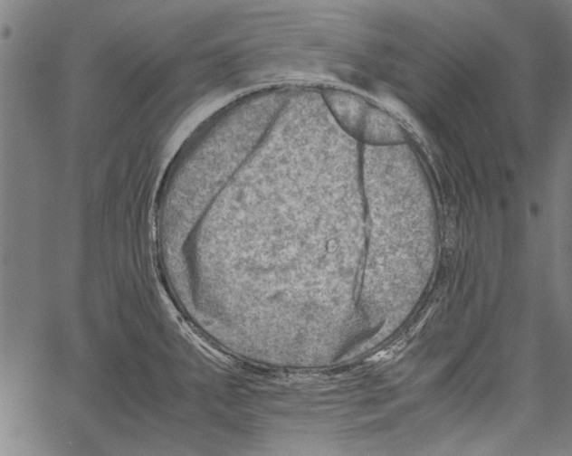 X0000062131287200601060848