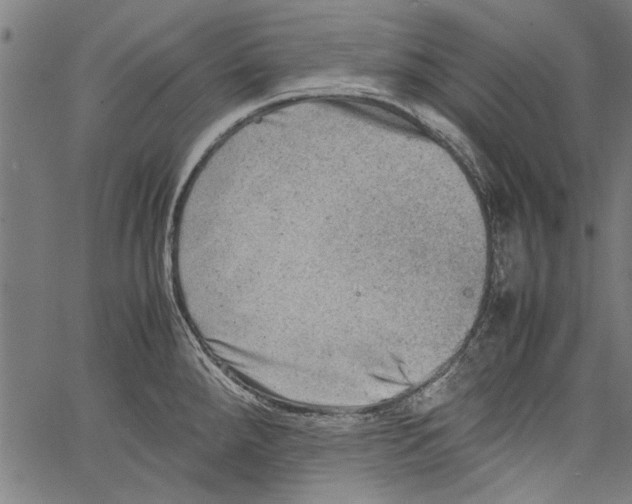 X0000062131288200601060848