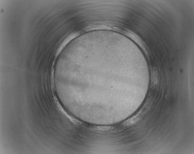 X0000062131290200601060848