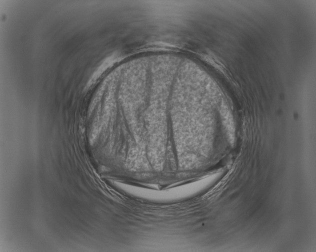 X0000062131355200601060847