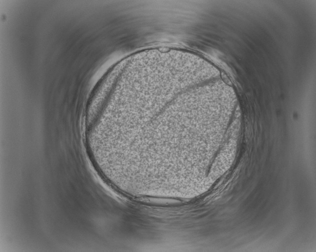 X0000062131383200601060846