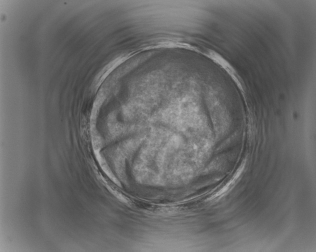 X0000062131385200601060846