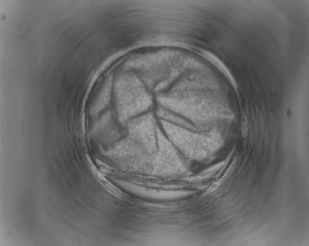 X0000062131388200601060846