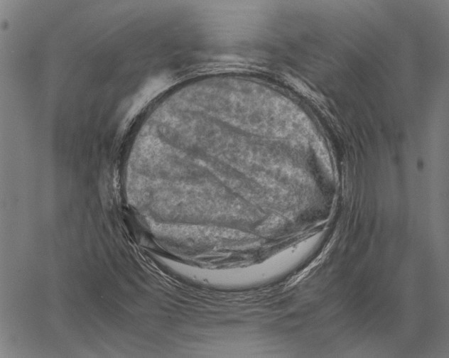 X0000062131453200601060845