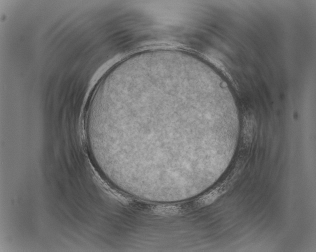 X0000062131466200601060845