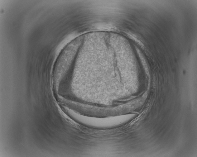 X0000062131471200601060845