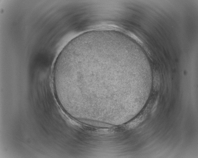 X0000062131478200601060845