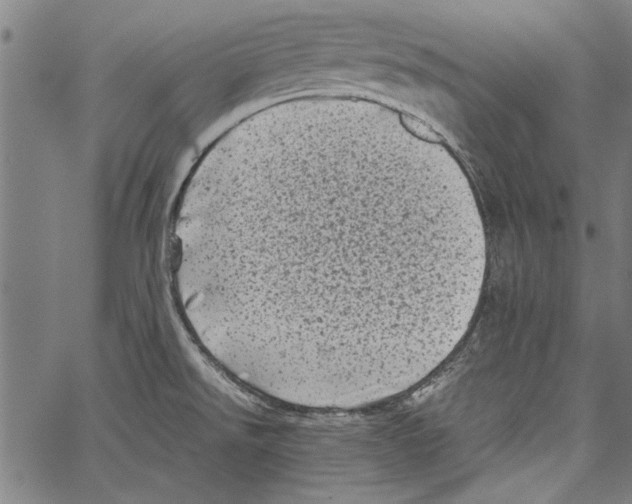 X0000062131526200601060844