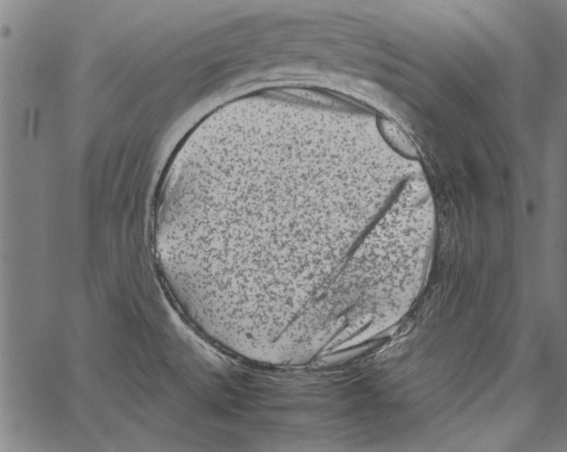 X0000062131527200601060844